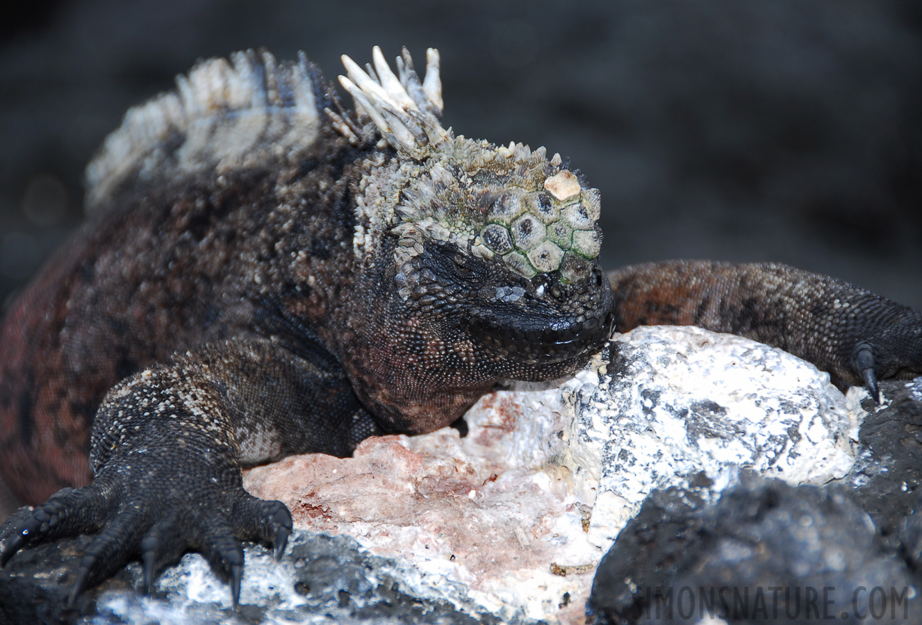 Amblyrhynchus cristatus wikelskii [200 mm, 1/60 sec at f / 5.6, ISO 100]